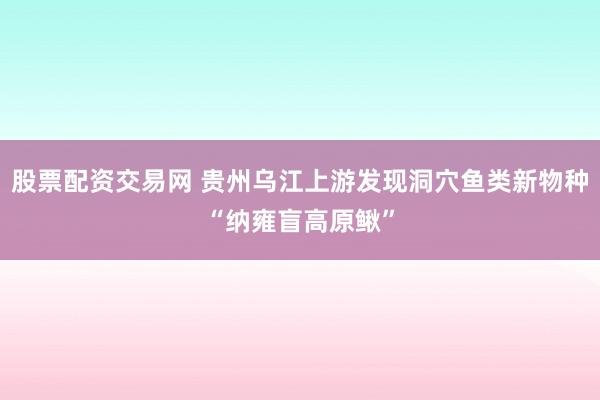 股票配资交易网 贵州乌江上游发现洞穴鱼类新物种“纳雍盲高原鳅”